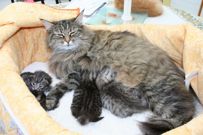 1ere rencontre chien et chat