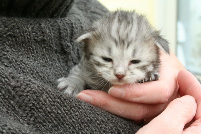 Site de rencontre chaton J ai rencontrer un mec