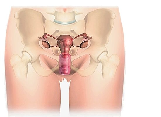 Le problème avec le membre sexuel le petit