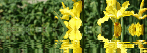 gif-anime-011b.gif