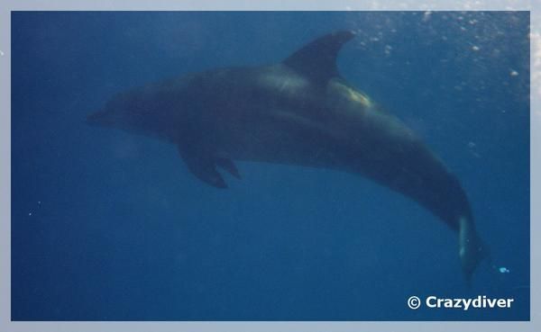 Un Dauphin en mer Rouge ( Egypte ) Un Dauphin en mer Rouge ( Egypte )