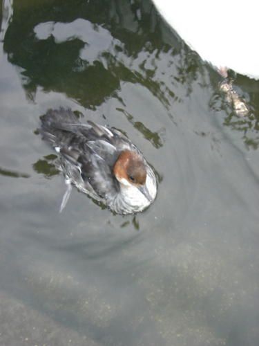 -harle-piette-7.jpg