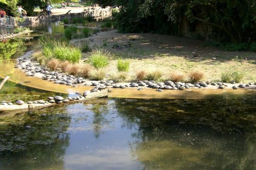 2-tortue-vue-d-ensemble.jpg