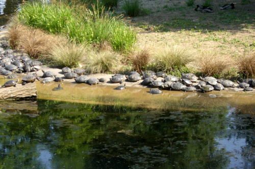 3-tortue-groupe.jpg
