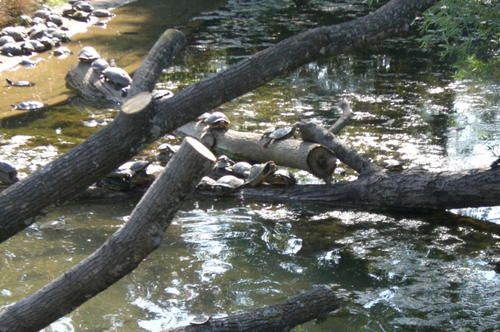 4-tortue-arbre.jpg