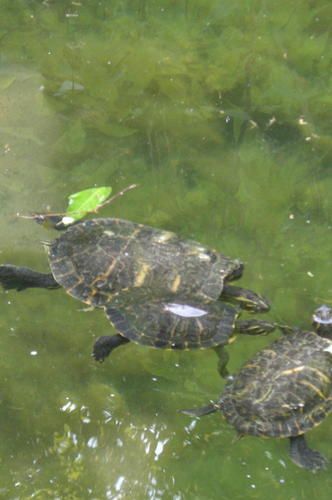 5-tortues-eau.jpg