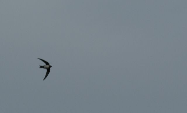 Martinet a ventre blanc ornitho valence 4