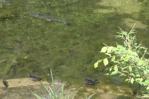 carpes-et-poules-d-eauw.jpg
