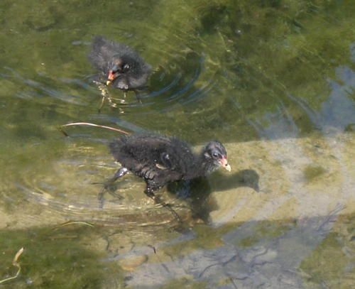 galinules-poules-d-eau.jpg
