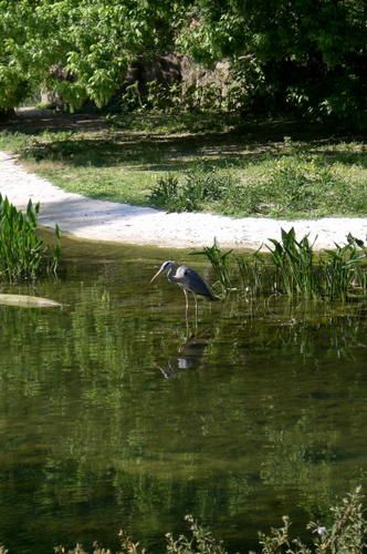 heron1w.jpg