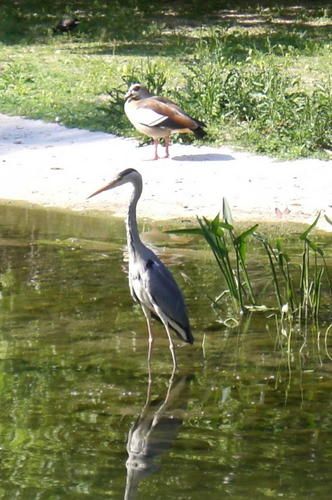 heron2w.jpg