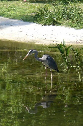 heron3w.jpg