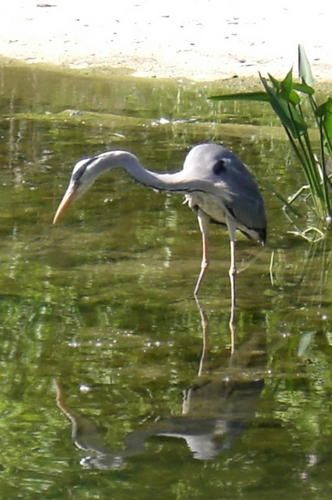 heron4w.jpg