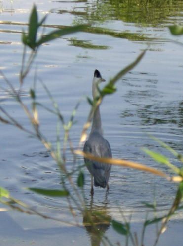 heron5w.jpg