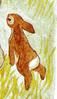 lapin-PJUFI014.jpg