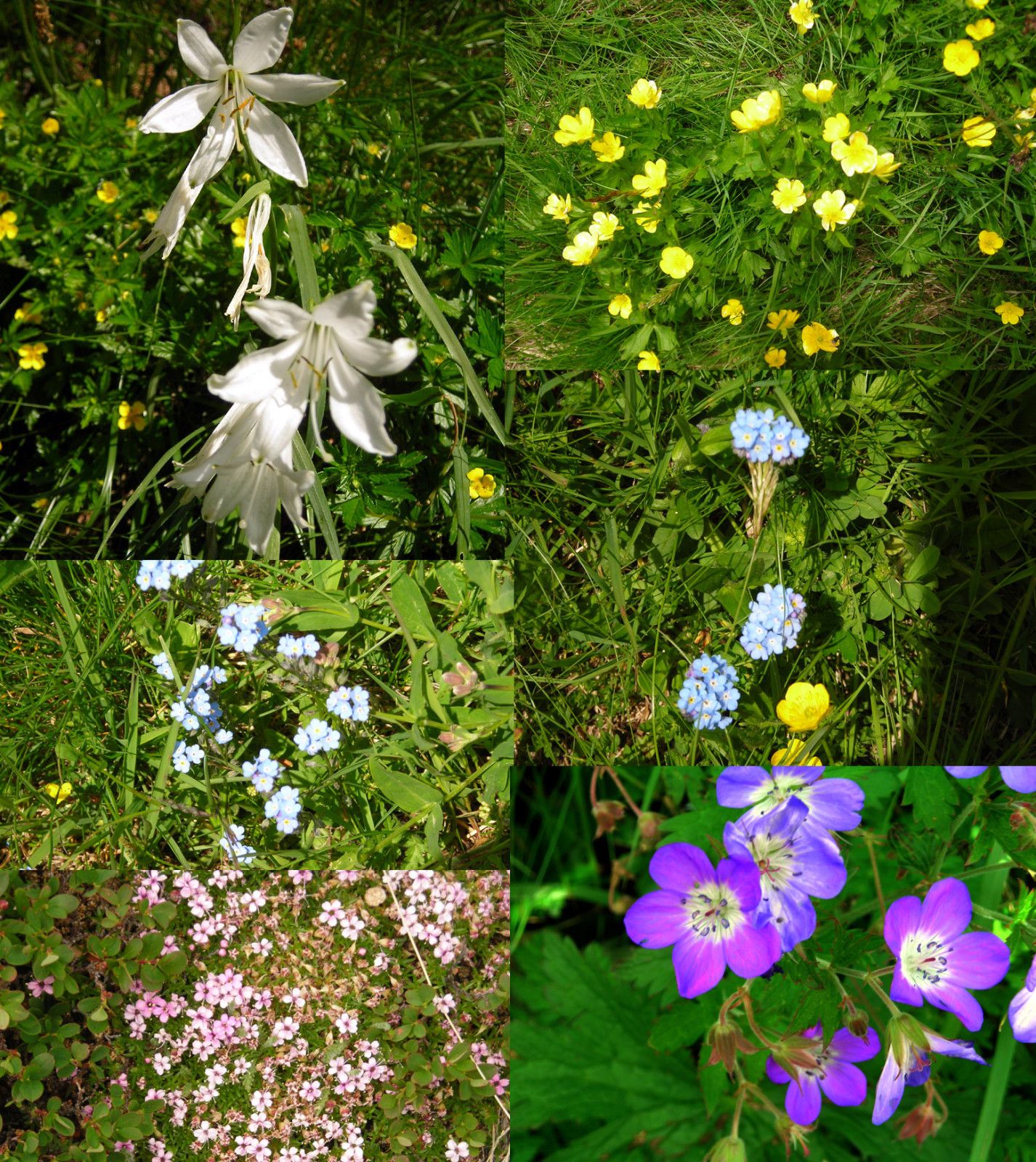 fiori-alpe-devero.jpg