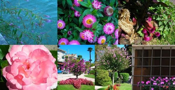 fiori-baveno.jpg