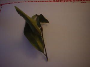 DSC07442.JPG