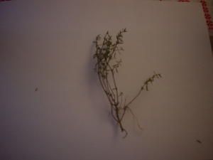 DSC07443.JPG