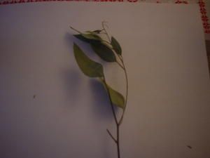 DSC07444.JPG