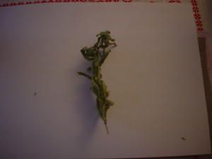 DSC07445.JPG