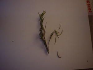 DSC07446.JPG