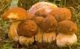 funghi.jpg