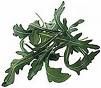 rucola.jpg