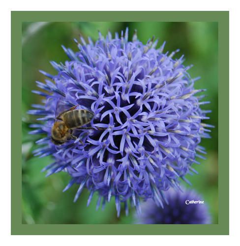 Echinops-abeille.jpg
