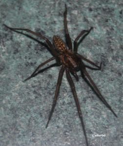 tegenaria4.jpg