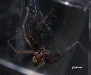 tegenaria5.jpg