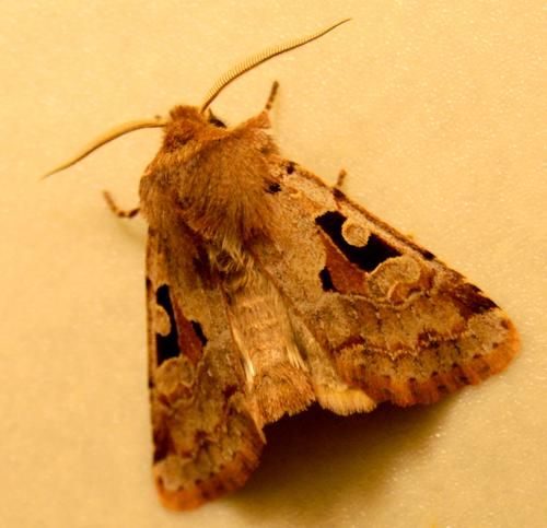 Orthosia-gothica.jpg