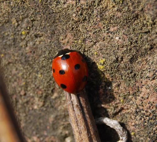 coccinelle.jpg