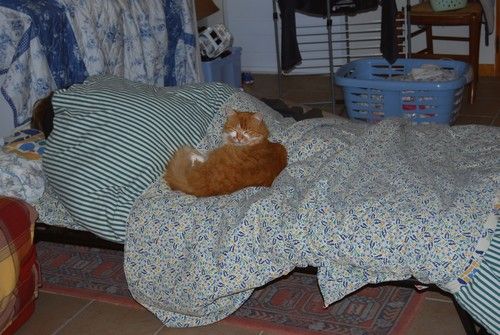 Loulou-et-Mimi.jpg