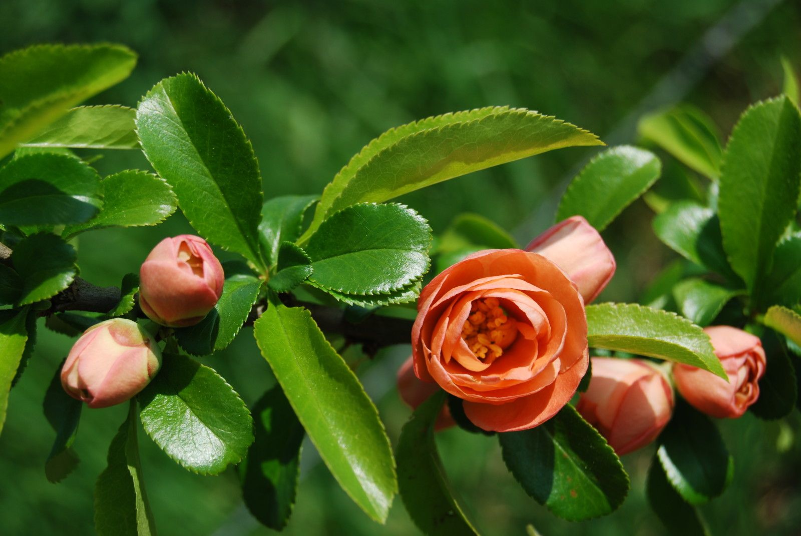 Chaenomeles - Cognassier du Japon