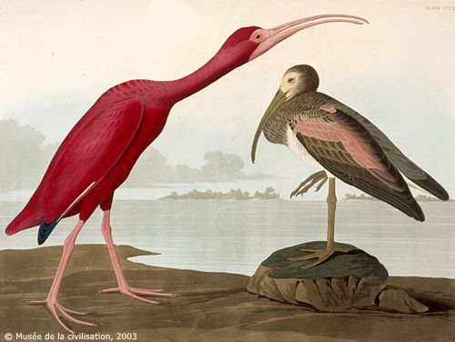 audubon-397.jpg