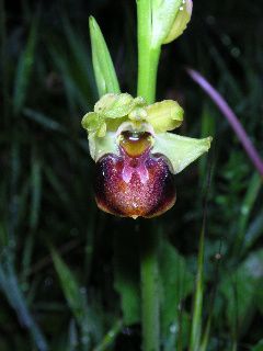 ophrys-scolopax-corbariensis.jpg