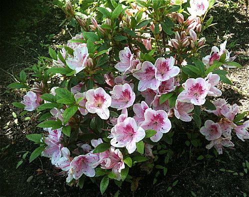 azalee-rose