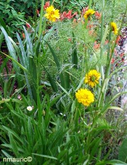 coreopsis.jpg