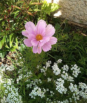 cosmos-double.jpg