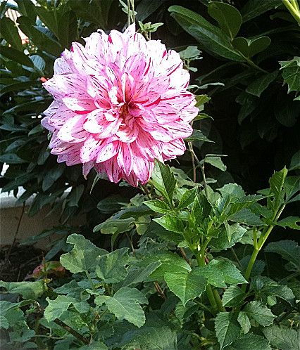 dahlia-1