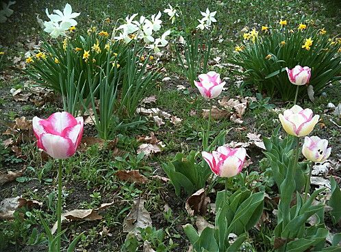 fleurs-jardin-1007.jpg