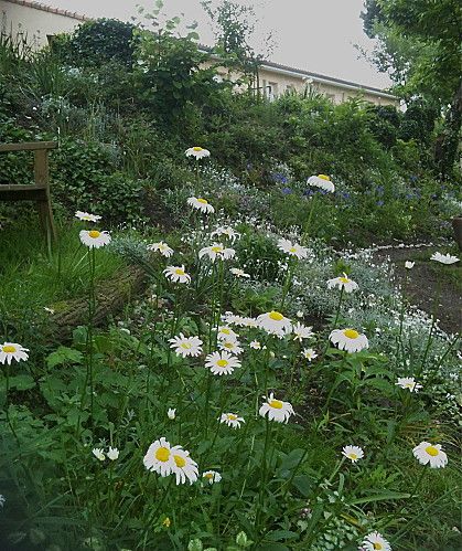 fleurs-jardin-1281.jpg