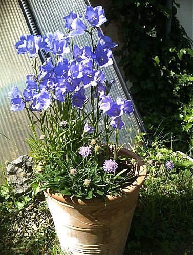 fleurs-jardin-1309