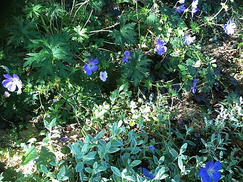 geranium-vivace.jpg