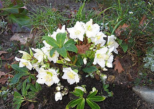 hellebore-de-Noel