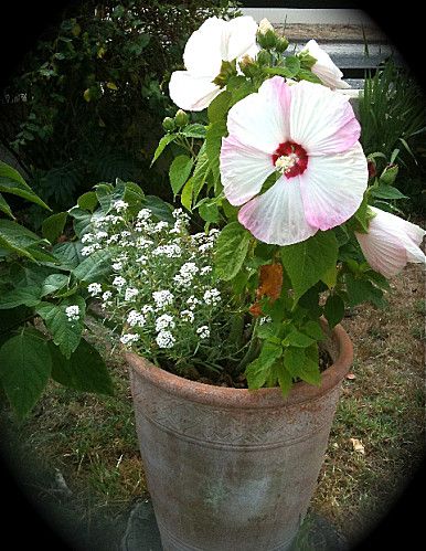 hibiscus-des-marais.jpg