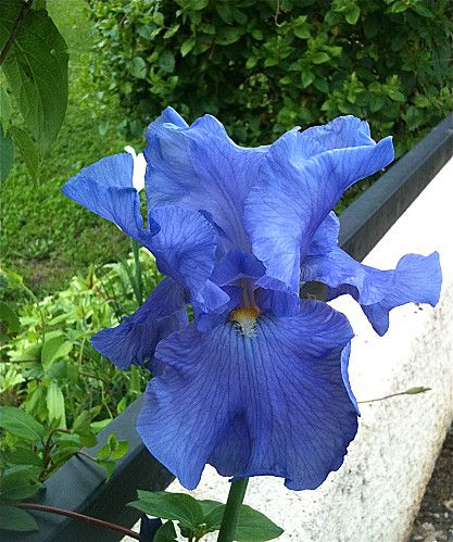 iris-de-jardin-bleu