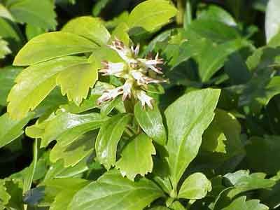 pachysandra.jpg
