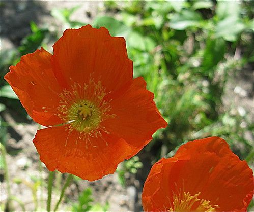 photos-jardin-0615-copie-1.jpg